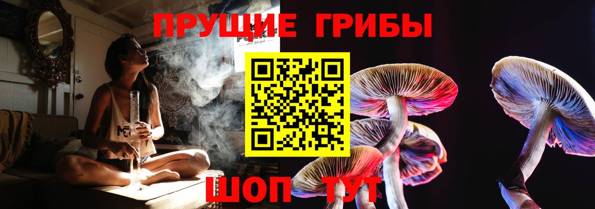 Галлюциногенные грибы Psilocybe Великий Устюг